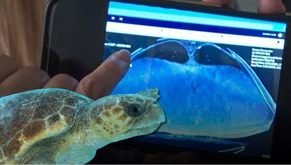 Caretta caretta tomografiye alındı, görüntülerden “sürpriz” çıktı