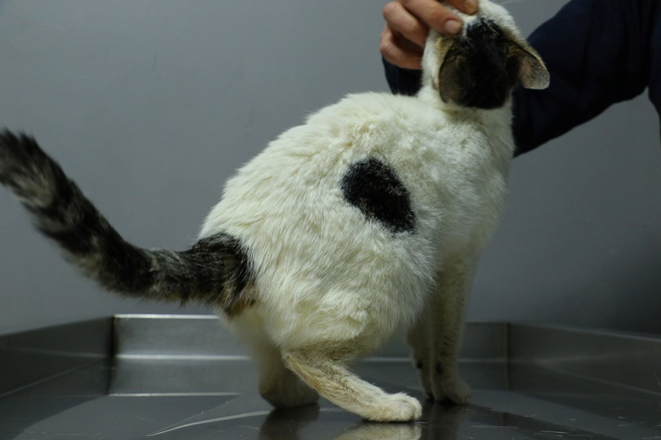 Sahibinin arabada 2 gün kilitli bıraktığı kedi sahiplendirilecek - 1