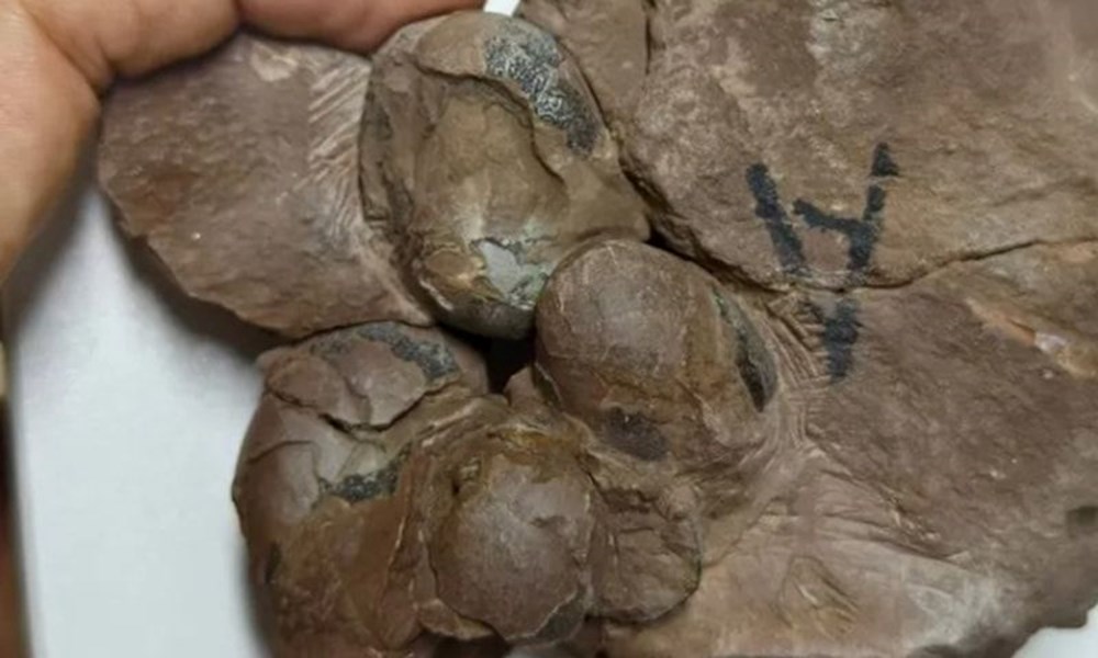 80 milyon yıllık dinozor yumurtları keşfedildi: "Tamamen sağlam" - 1